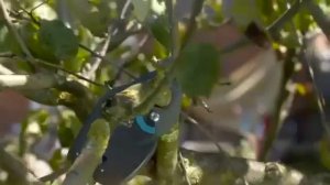 Обзор Высоторез GARDENA StarCut