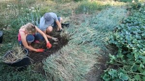 🧅 Когда убирать лук-севок с грядки на хранение 🌱 Убо?