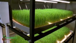 Обзор гидропонной установки для выращивания пшеницы