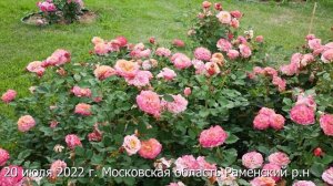 Роза Ла Вилла Кота  в течении полутора лет.