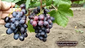 🍇 Подарок Несветая. Виноград, который не трещит? Чест?