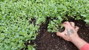 Самые важные секреты пикировки любой рассады. ОПЫТ ПИ?