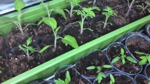 Рассада томатов после пикировки! Что нужно знать!