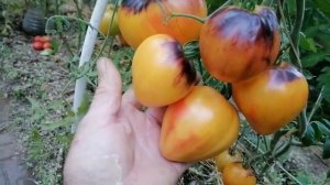 Томат Ананасовый сержант