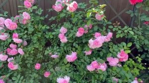 Пинк Гислен де Фелигонд (Pink Ghislaine de Féligonde). Татарстан. 202