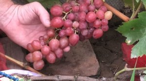 ГФ винограда ДЫНЬКА