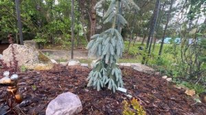 Ель колючая Зе Блюз!