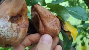 Плодовая гниль на деревьях. Монилиоз. Как вылечить пло