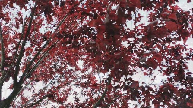 Так сейчас в мае в парке Галицкого выглядит слив?