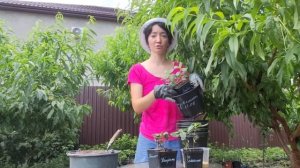 Посадка гортензии в горшок: грунт, объем горшка, удобр?