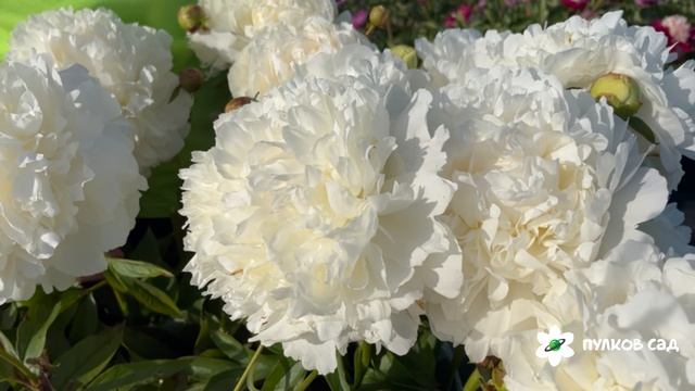 Puffed Cotton peony. Паффед Коттон пион. Пулков сад (2025 г.) смотреть онлайн