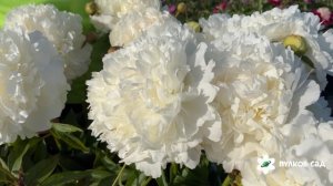 Puffed Cotton peony. Паффед Коттон пион. Пулков сад (2025 г.)