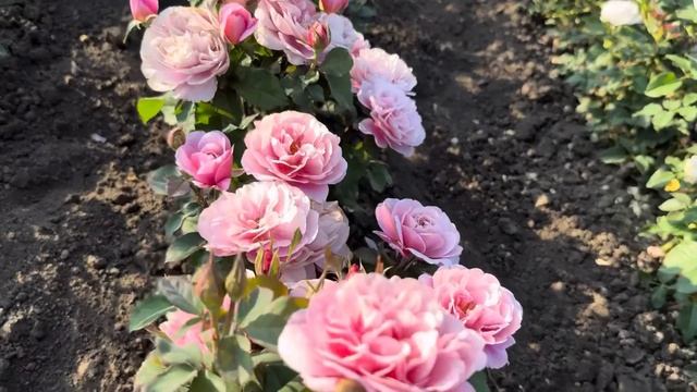 Начало цветения полей роз.Питомник maryroses.ru смотреть онлайн