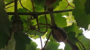 Яйцекладка богомола.