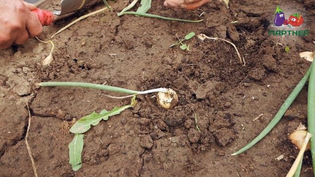 А ВАМ СЛАБО? Лук на репку из чернушки за один оборот! смотреть онлайн