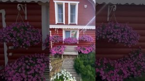 Мой сад - обзор сада Татьяны! Петуниевый рай!