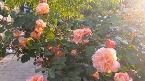 Начало цветения роз 2025. 🔥👍🌹Роза Импрессионист👍💯