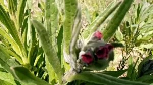 Чернокорень лекарственный. Знакомимся с ядовитыми тр?