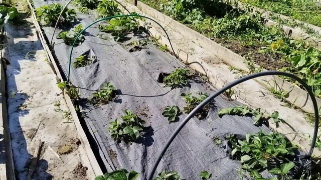 Сентябрь огородные дела. Уход за капустой. смотреть онлайн