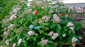 Спирея фрица Фришиана (spirea fritchiana) 🌿 Фришиана обзор: ка