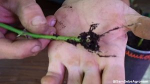 УКОРЕНИЛИСЬ ЧЕРЕНКИ РОЗ - что дальше?