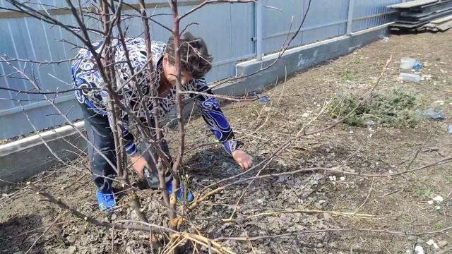 Обрезка яблонь . Сад и огород для "ленивых" смотреть онлайн