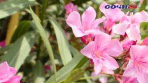 В СОЧИ ЗАЦВЕЛИ ЯДОВИТЫЕ РАСТЕНИЯ