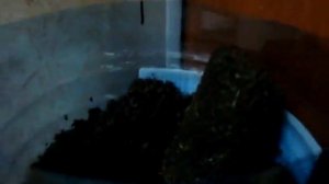 Посадка рассады помидор в бутылку