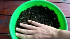 Ферментированный чай из листьев вишни без заморочек!