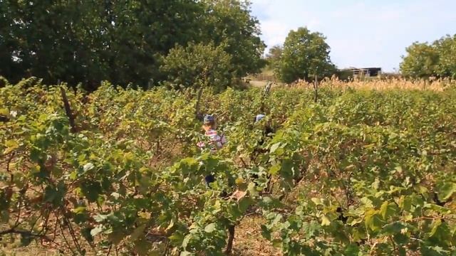 Rtveli in Mukuzani - 2019 - Grape harvest - Сбор винограда в Мукузани - Зб? смотреть онлайн