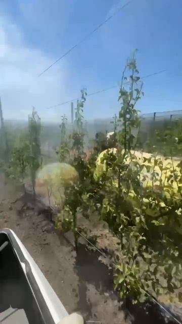 Демонстрационные испытания опрыскивателя HARDI NEPTUN 2000 в садах 