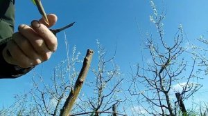 Весенняя прививка шарафуги на дикую алычу