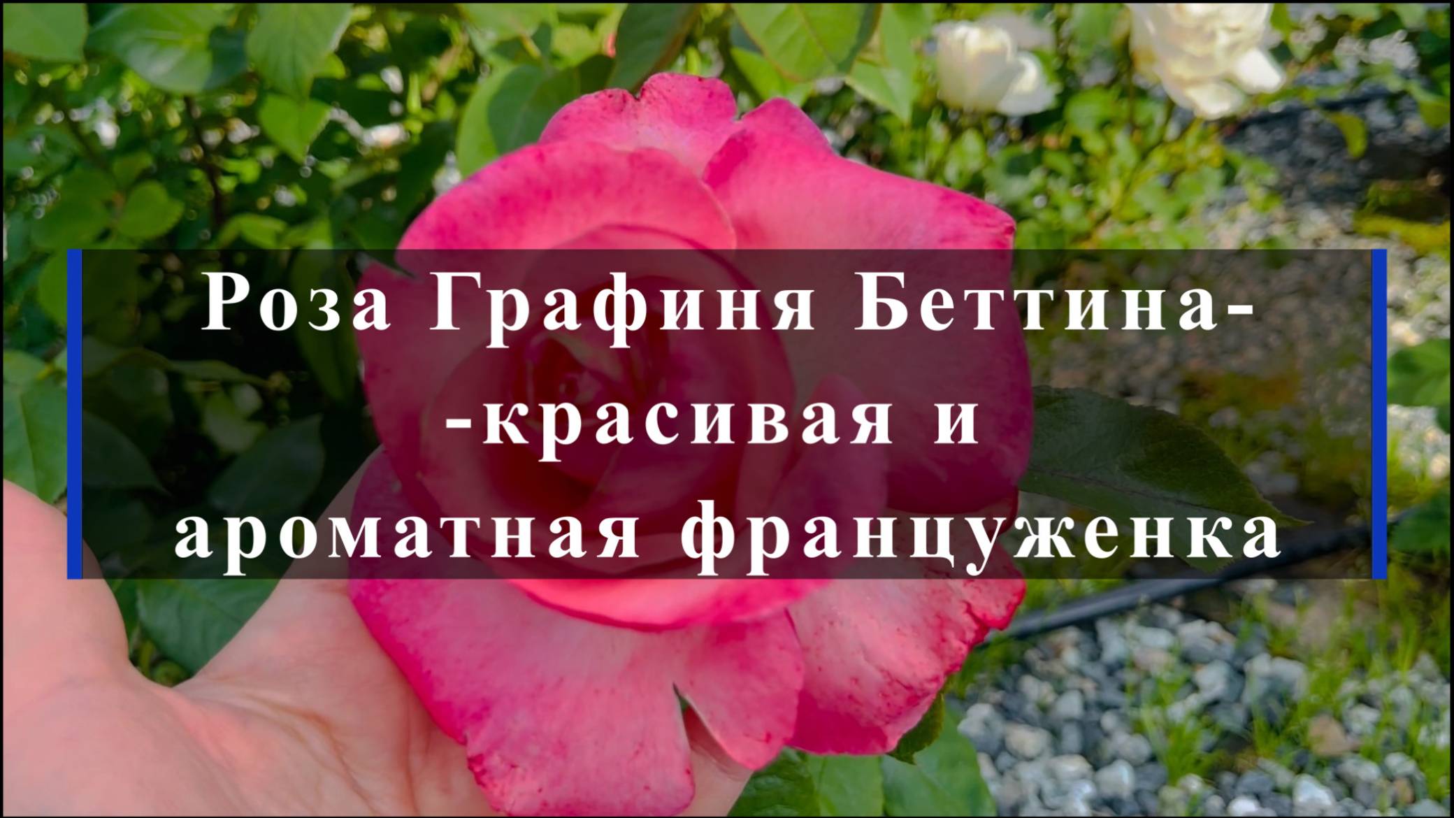 Роза Графиня Беттина--красивая и ароматная француженка смотреть онлайн