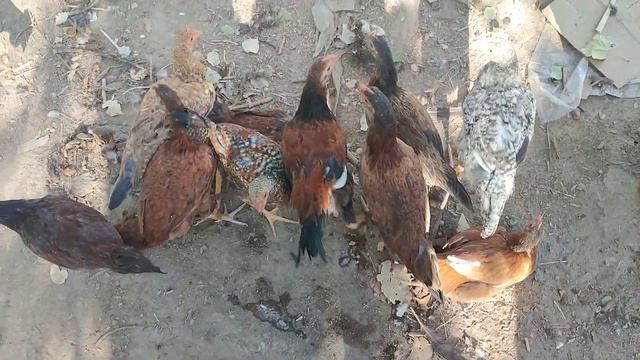 7-сентябр Нокис район Тауық базары 45 35 кг шығатын туйе ?