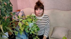 Мои лианы. Эпипремнумы Марбл Квин, Неон, Филодендрон Б?