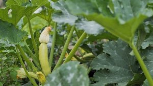 ОГОРОД ДЛЯ ЛЕНИВЫХ 😎 9 овощей, которые растут САМИ!