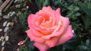 Роза Чикаго Пис чайно гибридная