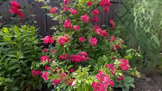 Роза плетистая 