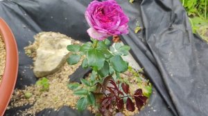 НОВИНКА ОТ ДЕЛЬБАР, РОЗА🌹 ТЬЕРРИ МАРКС