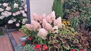 Гортензии Фантом и Геркулес в моём саду!