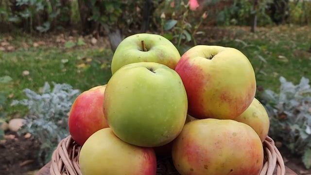 Яблочный натюрморт. Часть 10. Финал. Под музыку: Дарья Ч? смотреть онлайн