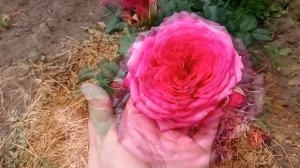 Роза Иоганн Вольфганг фон Гете /Johann Wolfgang von Goethe Rose - 1-ое