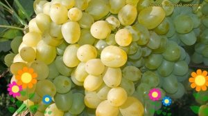 Виноград плодовый супер-экстра. Краткий обзор, описан?