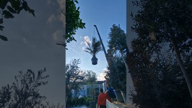 перевозка деревьев Краснодар 89282282814 манипулятор