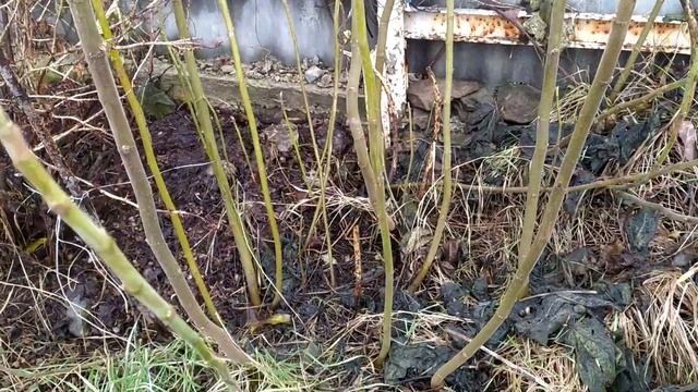 инжир-укрывная культура смотреть онлайн