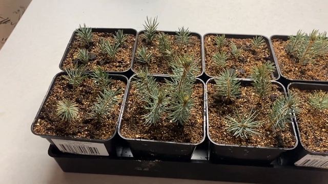 Весенняя посадка черенков 2024. Черенкование голубой ел