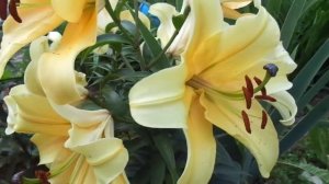 лилия от-гибрид БИГ БРАЗЕР