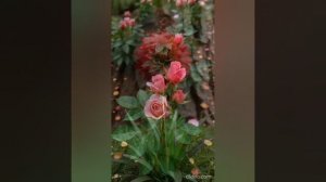 ПЕСНЯ ТАК ХОЧЕТСЯ ВСЕМ РАДОСТЬ ПОДАРИТЬ. ВИДЕОМОНТАЖ ЕЛЕНА МЕЛЬНИКОВА