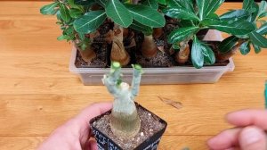 Как нарастить каудекс на адениумах,  простой и не слож?