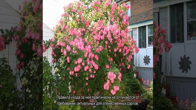 Роза Уильям Баффин (William Baffin) —описаний сорта